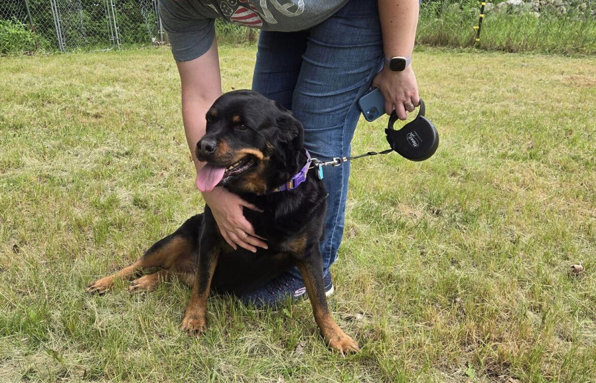 Dog of the week is Maggie