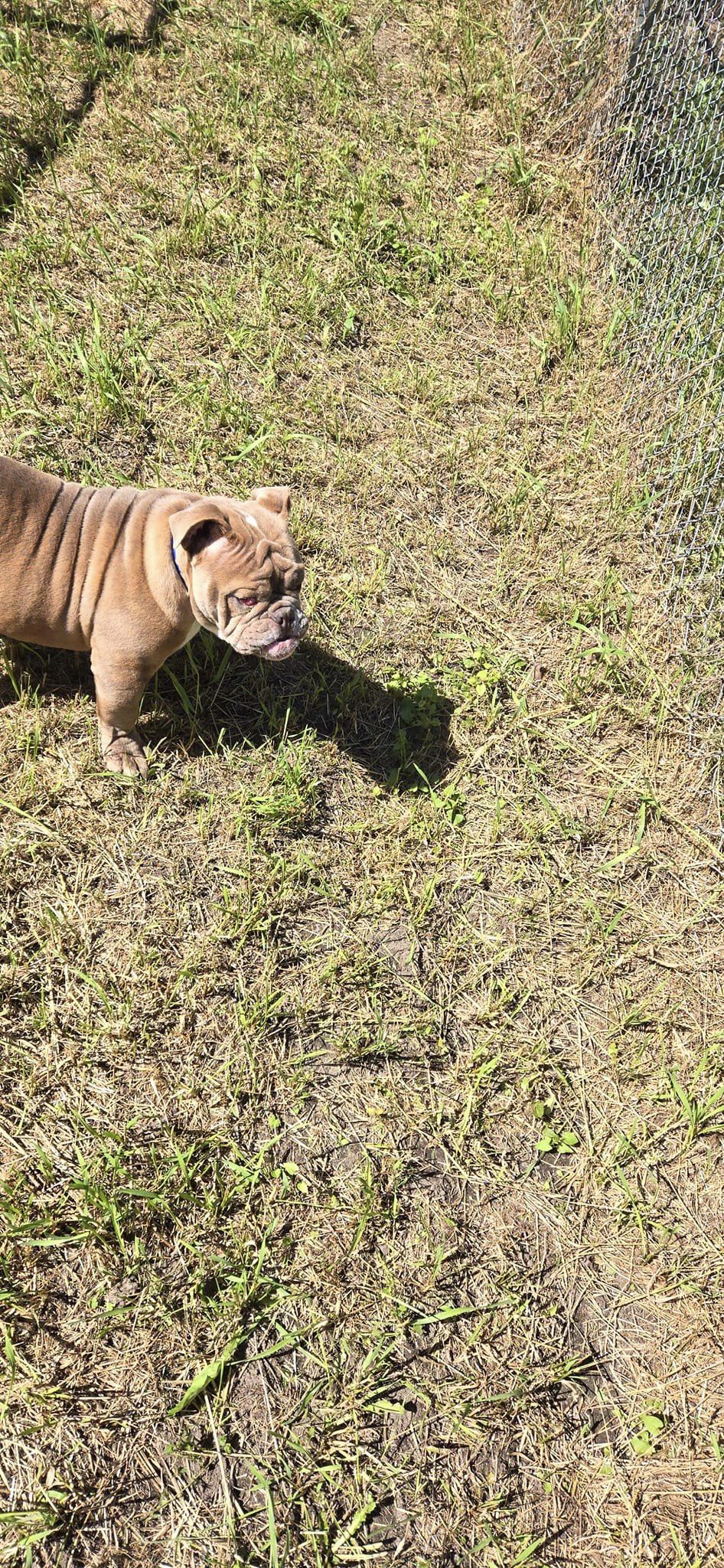 Our dog of the week is Clyde Green Valley Kennels